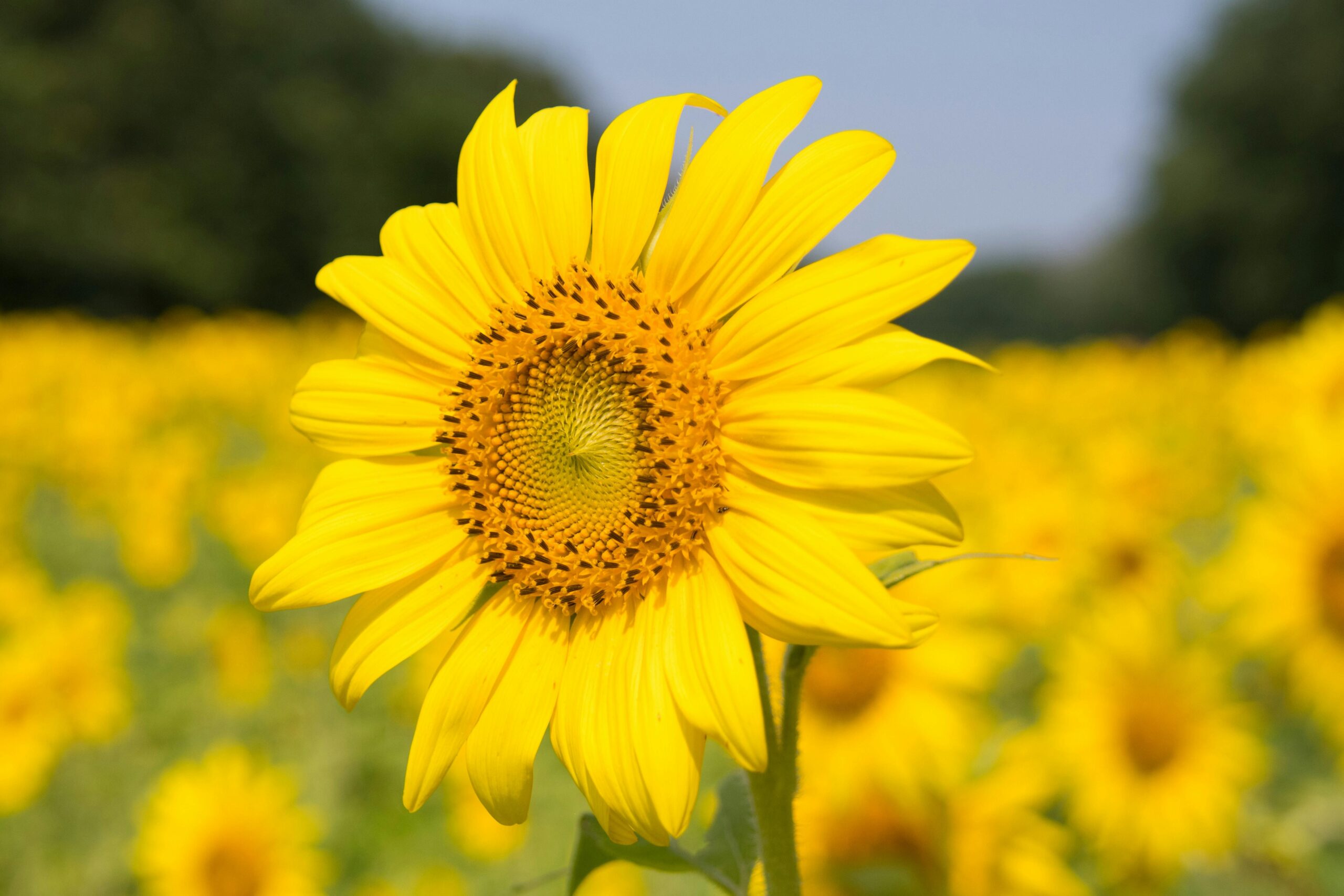 Growing Sunflowers Family Activity in Swindon