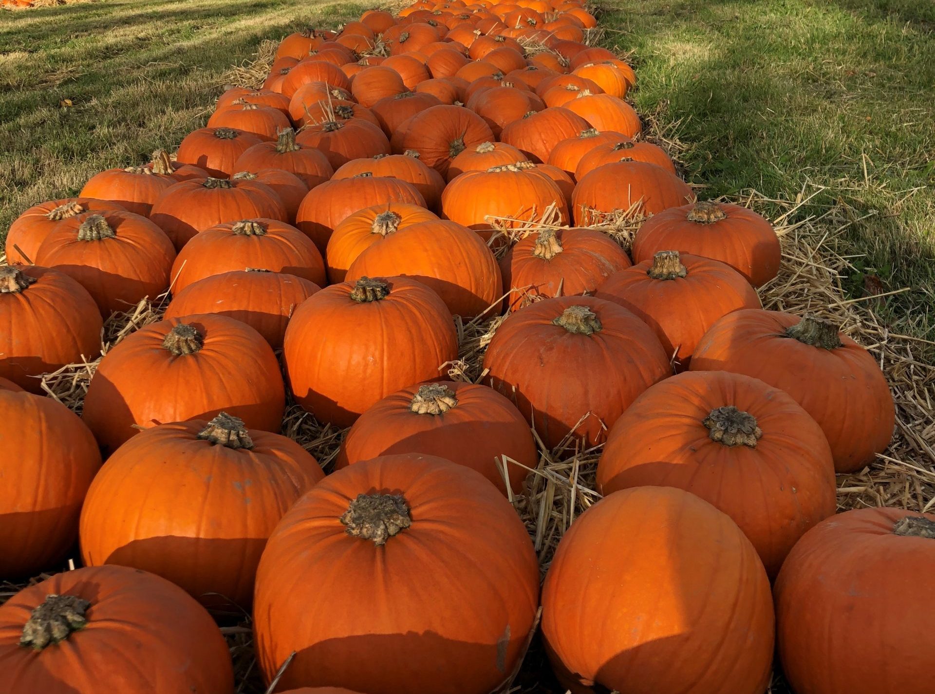 Pumpkin Picking at Lotmead Farm
